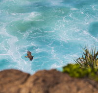 Birdwatching on the Fraser Coast - Accommodation Mt Buller