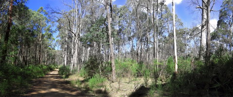 Blue Range Camping And Picnic Area - Accommodation Mt Buller 1