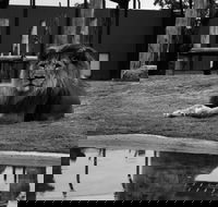 Hunter Valley Zoo - Accommodation Mt Buller