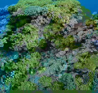 Keeper Reef Dive Site - Accommodation Mt Buller