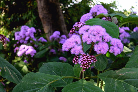 Laurel Bank Park - Accommodation Mt Buller 2