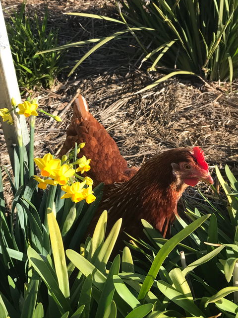 Lessismore Farm Afternoon Farmer - Accommodation Mt Buller 2