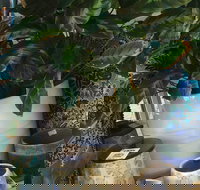 Noreen's Seaside Shop - Accommodation Mt Buller