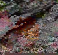 Pelorus and Orpheus Islands - Accommodation Mt Buller