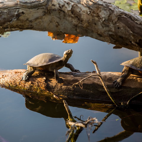 Ross River - Accommodation Mt Buller 1