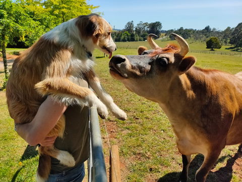 The Truffledore - Accommodation Mt Buller 2