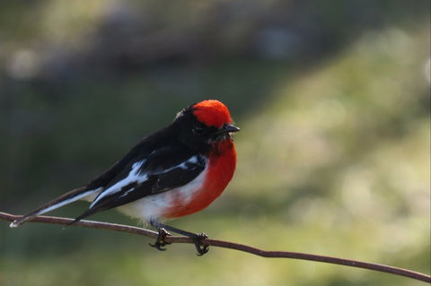 Weddin Bird Trails - Accommodation Mt Buller 0