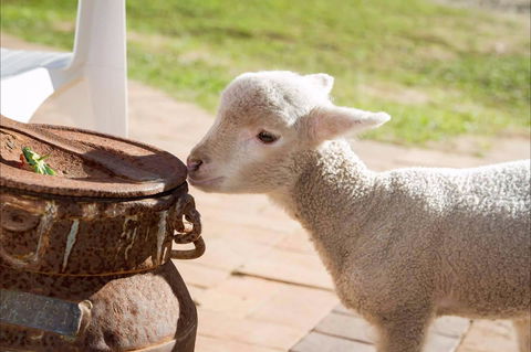 White Ridge Farm - Accommodation Mt Buller 2