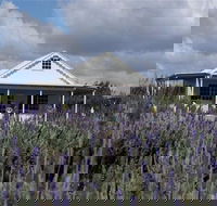 Amandine Lavender - Accommodation Mt Buller