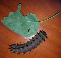 Batchelor Butterfly Farm  Pet Garden - Accommodation Mt Buller