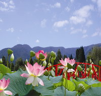 Blue Lotus Water Garden - Accommodation Mt Buller