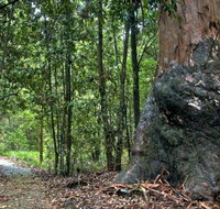 Blue Gum loop trail - Accommodation Mt Buller
