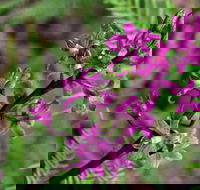 Cassinia Walking Track - Accommodation Mt Buller