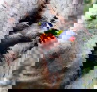 Cumberland State Forest - Accommodation Mt Buller