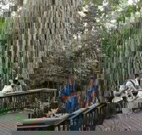 Curtain Fig Tree Yungaburra - Accommodation Mt Buller