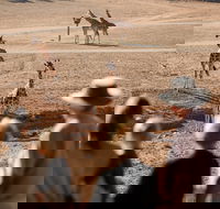 Monarto Safari Park - Accommodation Mt Buller