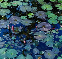 Pine Creek Water Gardens - Accommodation Mt Buller