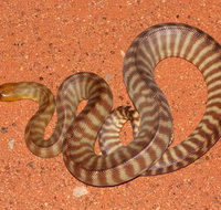 Red Desert Reptiles - Accommodation Mt Buller