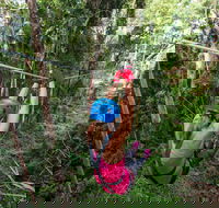 TreeTop Challenge - Sunshine Coast - Accommodation Mt Buller