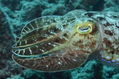 Turtle Bommie - Accommodation Mt Buller 1