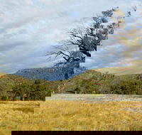 Weddin Mountains National Park - Accommodation Mt Buller