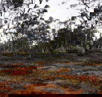 Woylie Walk Dryandra Woodland - Accommodation Mt Buller