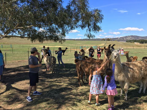 Alpaca Magic Stud - Accommodation Mt Buller 0