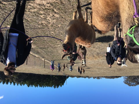 Alpaca Magic Stud - Accommodation Mt Buller 1