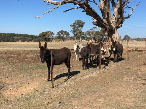 Alpaca Magic Stud - Accommodation Mt Buller 2