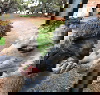 Alpaca Farm Experience at Crookwell - Accommodation Mt Buller