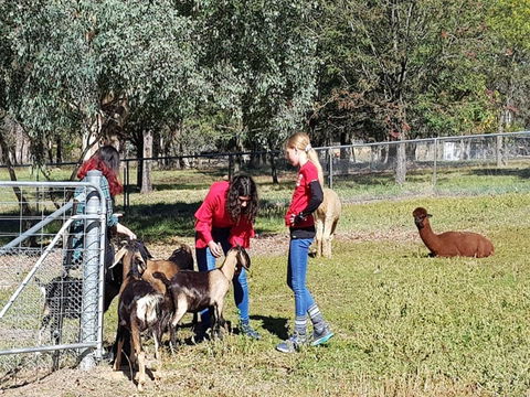Animal Farm Visit - Accommodation Mt Buller 1