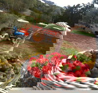 Blue Hills Berries and Cherries - Accommodation Mt Buller