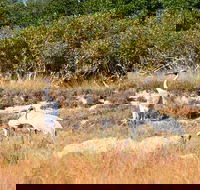 Cape Keraudren Nature Reserve - Accommodation Mt Buller