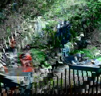 Curtis Falls track Tamborine National Park - Accommodation Mt Buller