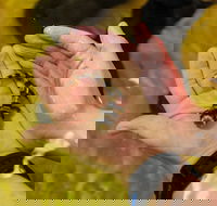 Irukandji Shark and Ray Encounters - Accommodation Mt Buller