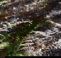 Langwarrin Flora and Fauna Reserve Walking Trails - Accommodation Mt Buller