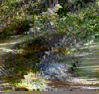 McDirtys Walking Track - Accommodation Mt Buller