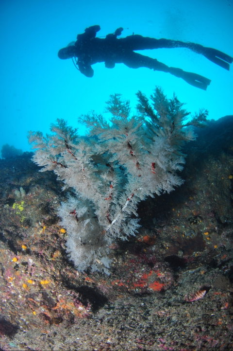Middle Reef Dive Site - Accommodation Mt Buller 1