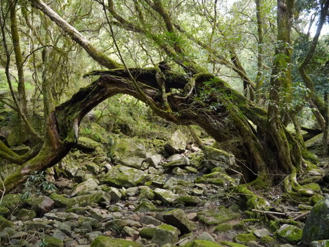 Mitchell River Walking Track - Accommodation Mt Buller 0