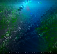 Piccaninnie Ponds Conservation Park