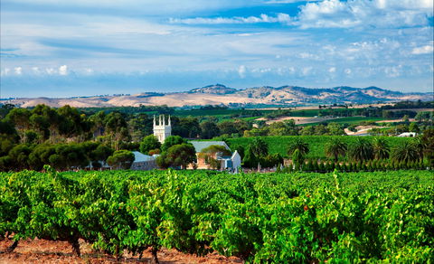 Seppeltsfield Road Barossa Valley - Accommodation Mt Buller 1