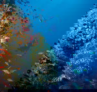 SS Yongala Dive Site - Accommodation Mt Buller