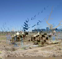 Sturt's tree walk - Accommodation Mt Buller