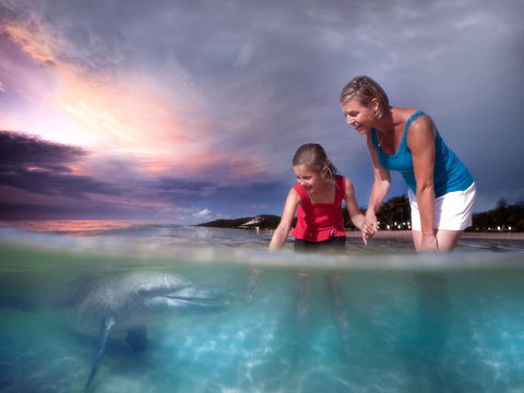 Tangalooma Wild Dolphin Feeding - Accommodation Mt Buller 1