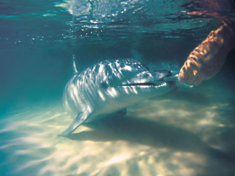 Tangalooma Wild Dolphin Feeding - Accommodation Mt Buller 2