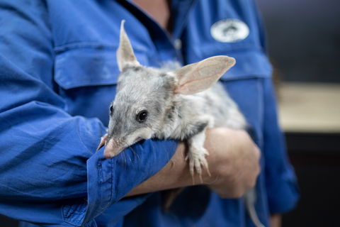 9 Day Outback Adventure - Accommodation Mt Buller 0