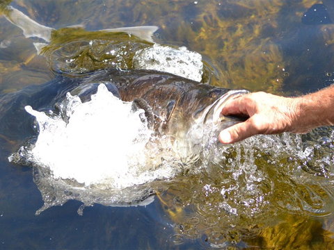 Barra Feeding - Accommodation Mt Buller 1