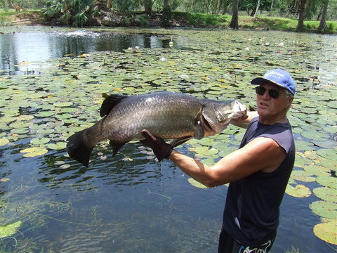Barra Feeding - Accommodation Mt Buller 2