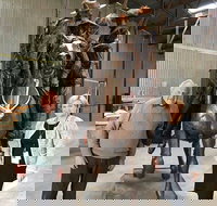 Bronze Bill the Bastard Australia's Greatest War Horse