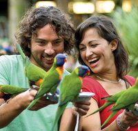 Currumbin Wildlife Sanctuary - Accommodation Mt Buller